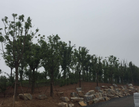 大象湖湿地公园景观建设已完成乔灌木莳植